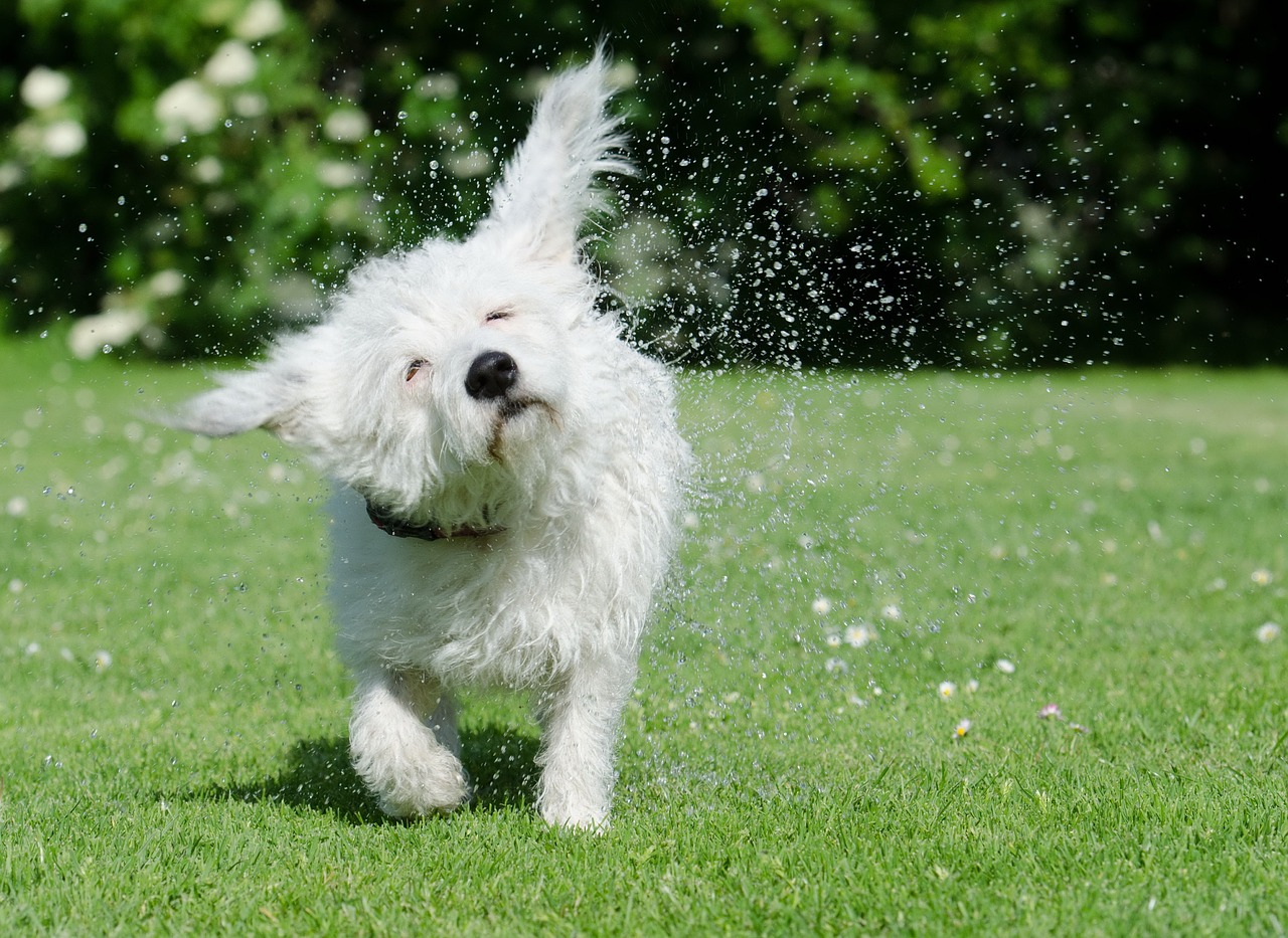 why-is-my-dog-shaking-pack-of-pets